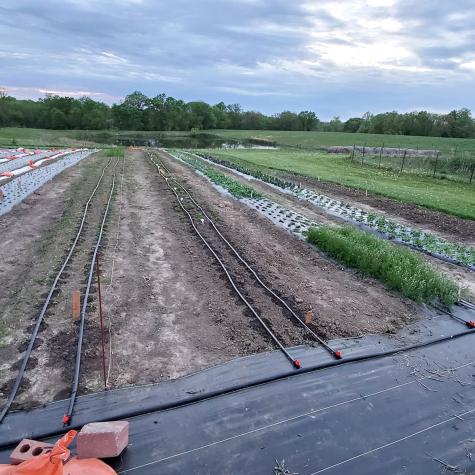 Drip irrigation systems save time and provide a slow, consistent water flow to plants at Amanda Quinn’s flower farm near Huntsville. She quadrupled her growing space this year. Photo courtesy of Amanda Quinn.