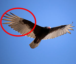 turkey vulture wings
