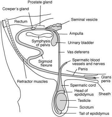 Labeled drawing of a bull's reproductive tract.