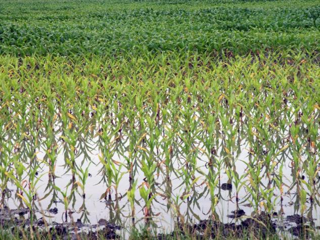 Intense or recurring rainfall creates the potential for ponding in row crops. Survival of submerged seedlings depends on a number of factors. Photo by Linda Geist.