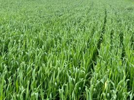 Wheat before the boot stage.