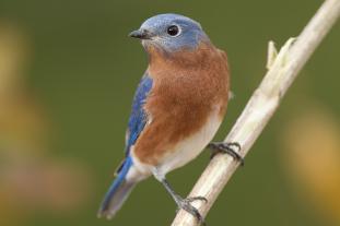 Missouri’s state bird, the eastern bluebird, is one of many wildlife species that can benefit from a wildlife habitat improvement plan. Photo by Noppadol Paothong, Missouri Department of Conservation.