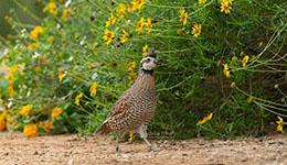 Bobwhite quail walking in front of flowers