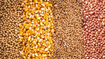 different kinds of grain