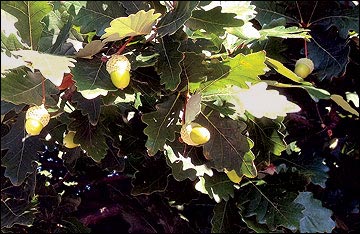 Close-up of acorns, a staple product of oak forests