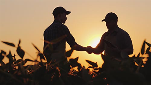 Two farmers shaking hands in a field