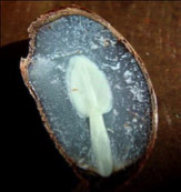 Spoon-shaped persimmon kernel.