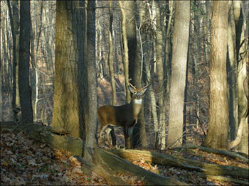 A deer amid an oak stand.