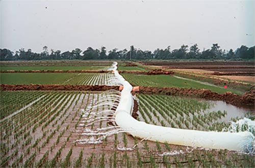 Side inlet irrigation underway in a rice field