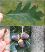 White oak leaf, winter bud, acorns and bark.