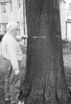 Measuring a tree's diameter at breast height, or about 4.5 feet above the ground