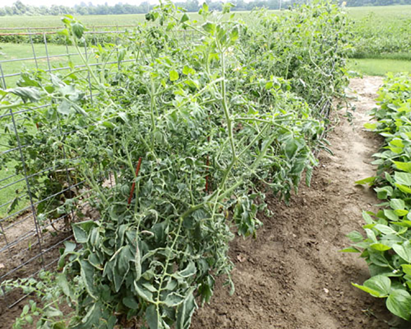 tomatoes in close proximity to soybean field