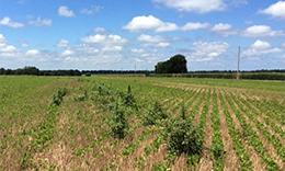 amaranth infestation in soybean field