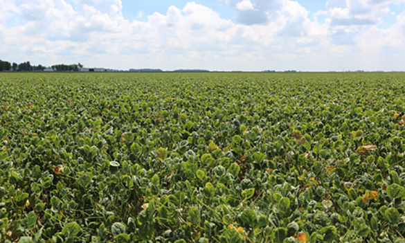 soybean field untreated