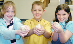 Students holding newly hatched baby chicks.