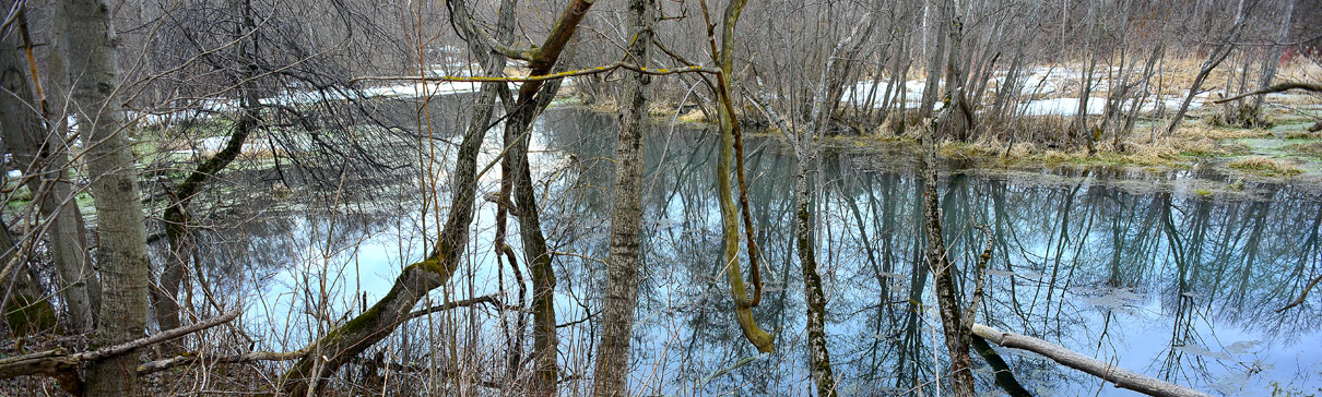 woods reflected in water