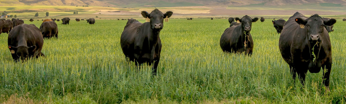 Herd of Black Angus cattle