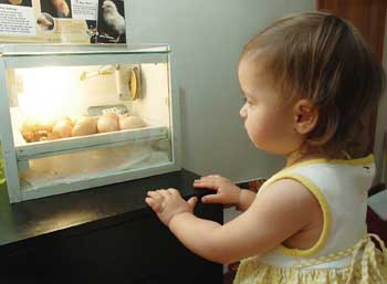 Photo: Preschool child watches chicken eggs hatching in an incubator