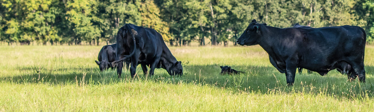 Angus cattle and calves in a field