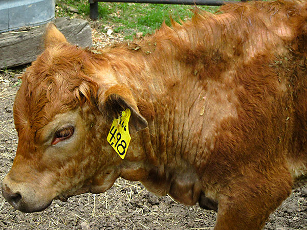 A closeup of a cow's head with missing hair from lice infection.