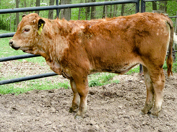 A cow with hair missing, possibly due to it being rubbed off while the cow was infected with lice.