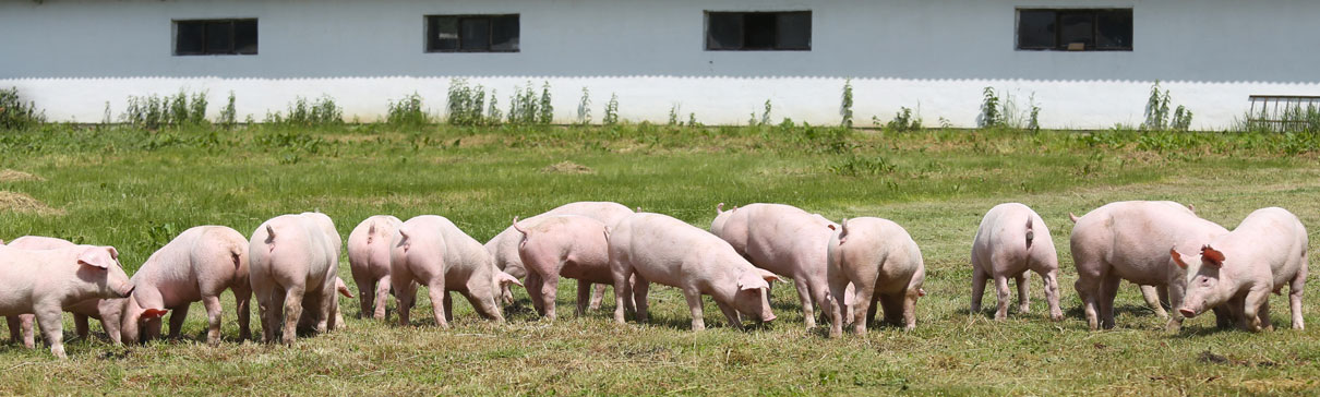 Row of pigs on a farm