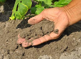 Hand holding soil in field