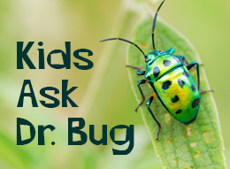 Ask Dr. Jewel Bug image