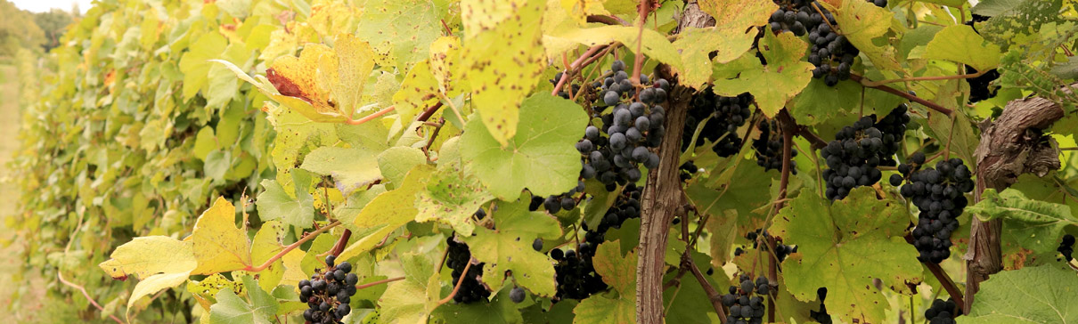Missouri grapes