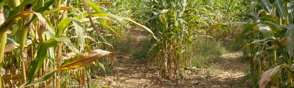 Corn maze fork in the path
