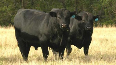 Angus bulls