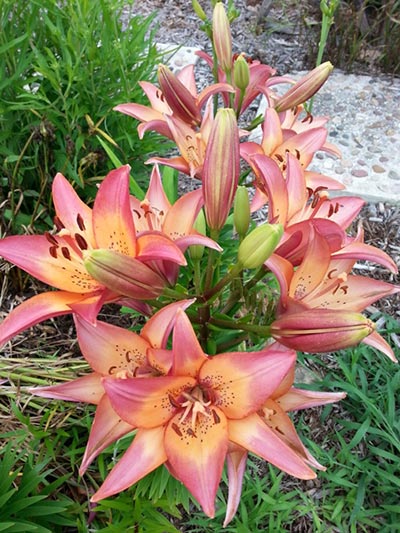 Closeup of lilies