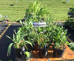 Plants for sale on a table in the sunshine