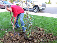 Man digging with a shovel as he plants a tree