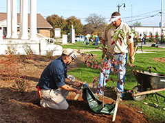 Master gardeners planting a tree with the courthouse pillars in the background