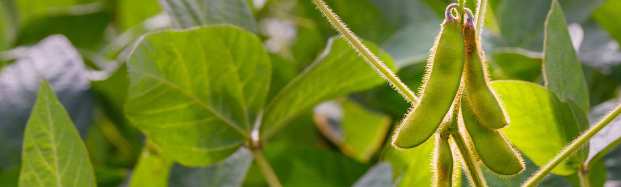 Soybeans close-up