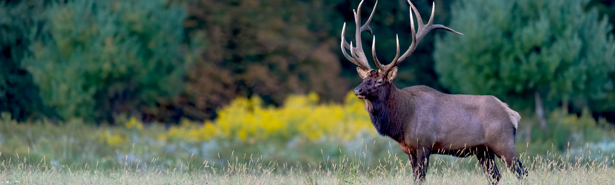 An elk standing in a field