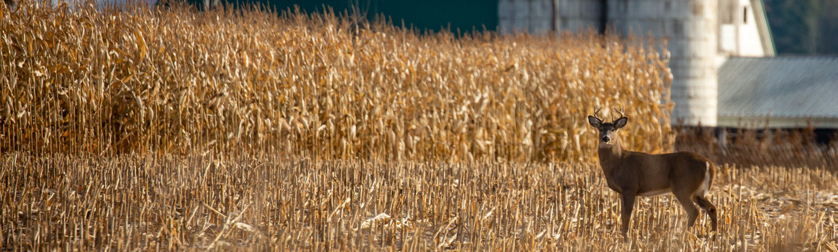 Deer in front of cornfield