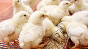 Chicks from embryology program