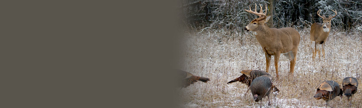 White-tailed deer and wild turkeys