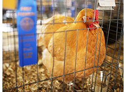 Winning chicken at a fair