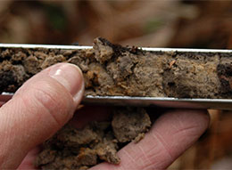 Soil sample.