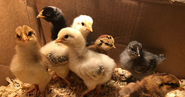 Week-old chicks hatched from incubated eggs at home of state 4-H specialist in natural resources