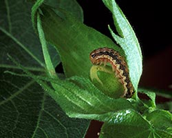 Cotton bollworm on a leaf