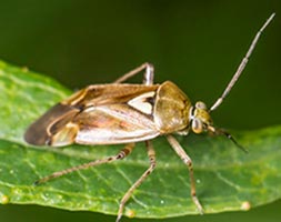 Closeup of a Lygus bug on a leaf