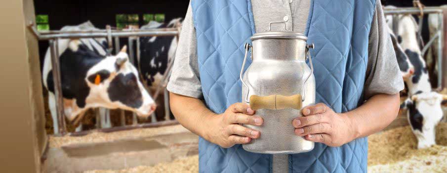 man holding milk jug with cattle in barn