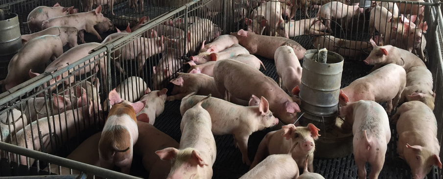 Pig breeding farm