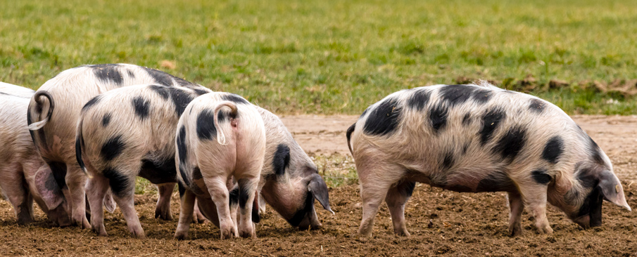 Row of spotted pigs