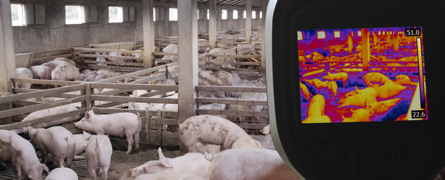 Checking pigs for swine flu using a thermal imaging device