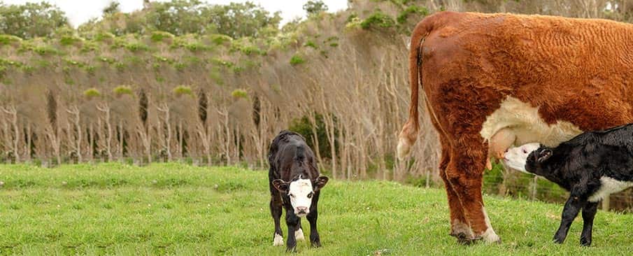 twin black and white calves with hereford mother cow